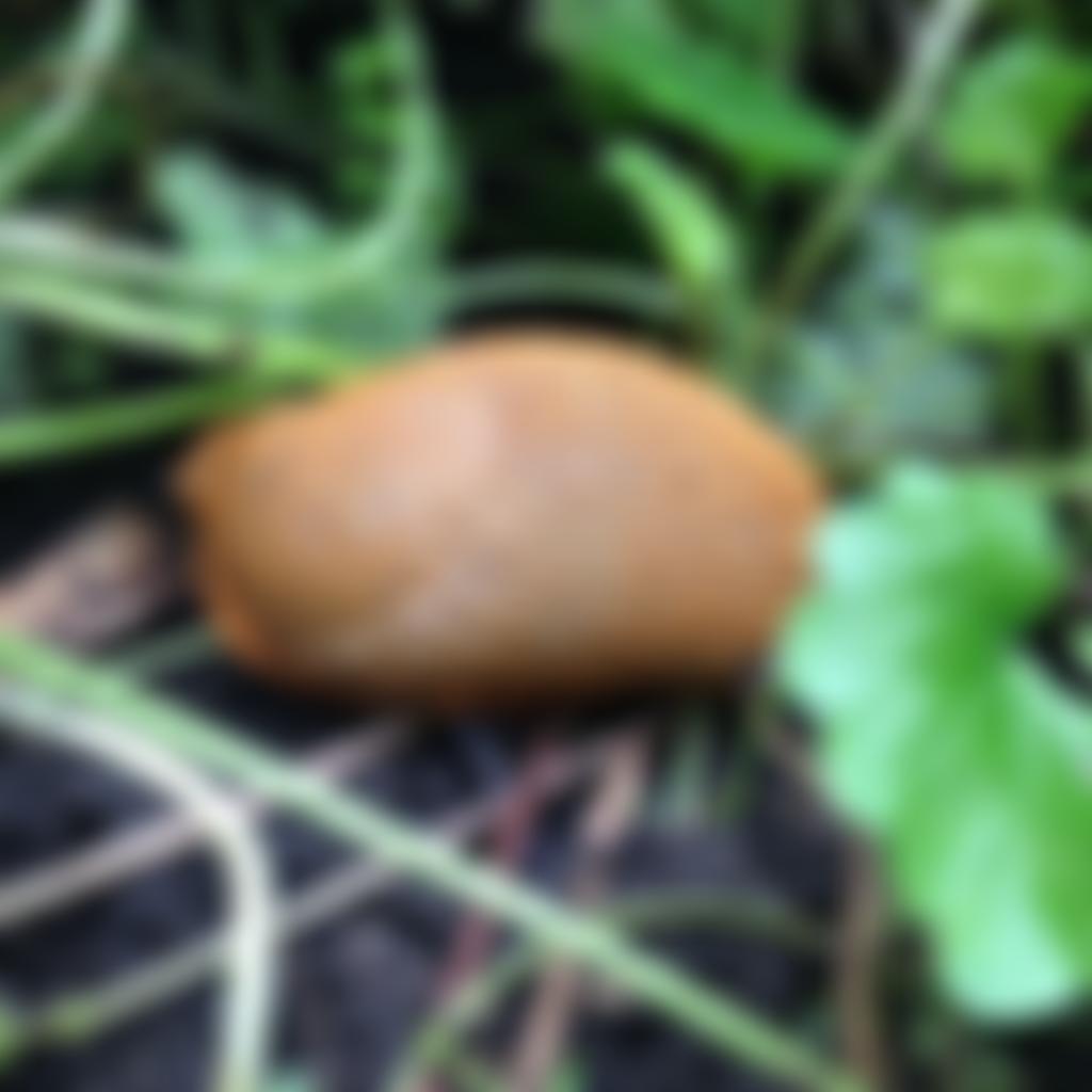 Bethnal Green Nature Reserve Trust | Charici