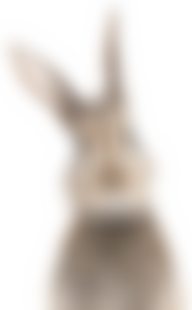 Rabbit Welfare Fund | Charici