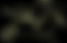 Cecil's Horse Sanctuary | Charici