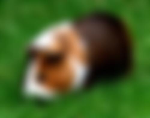 The Excellent Adventure Sanctuary | Charici