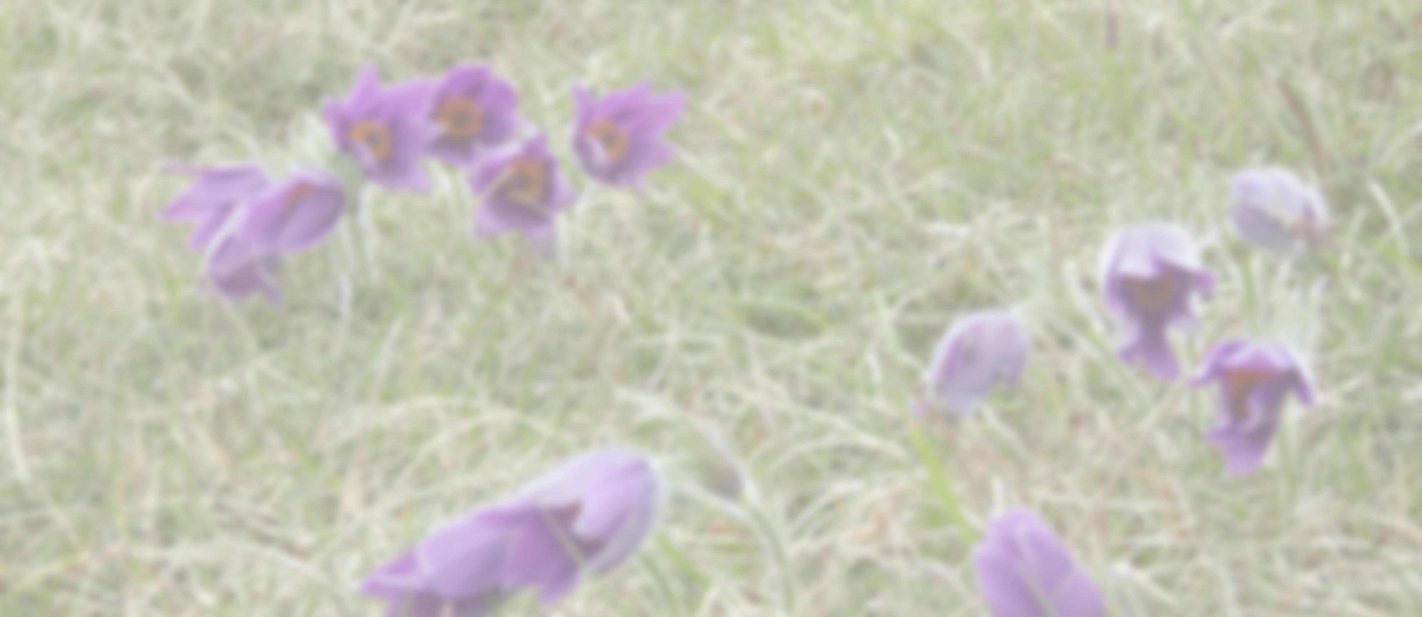 The Therfield Regulation Trust | Charici