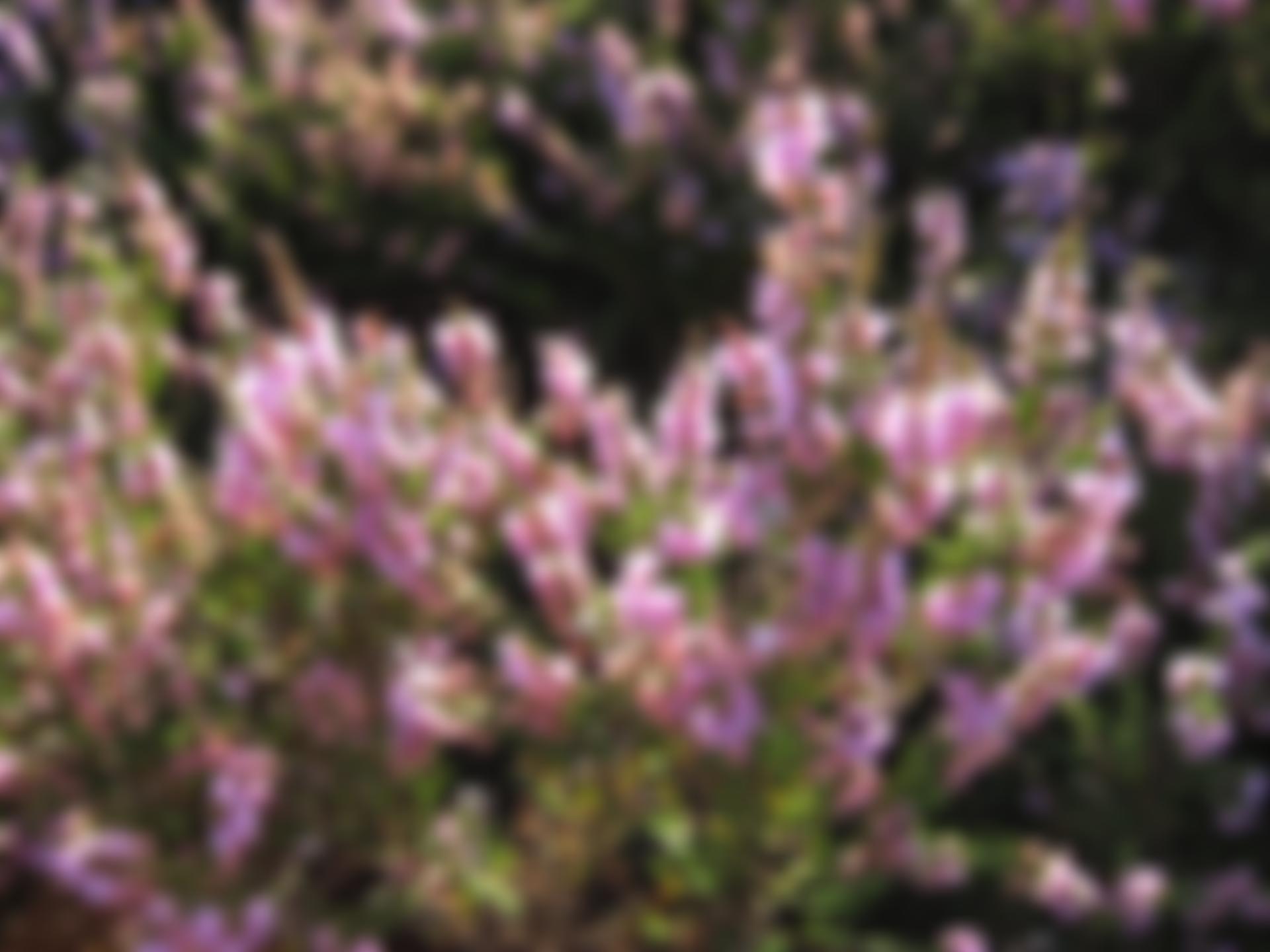 North Yorkshire Moors Association | Charici