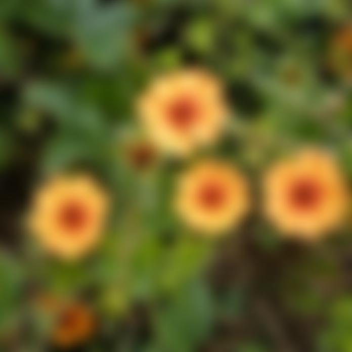 Bishop's Waltham Gardening Club | Charici