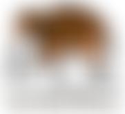 The Sand House Charity | Charici