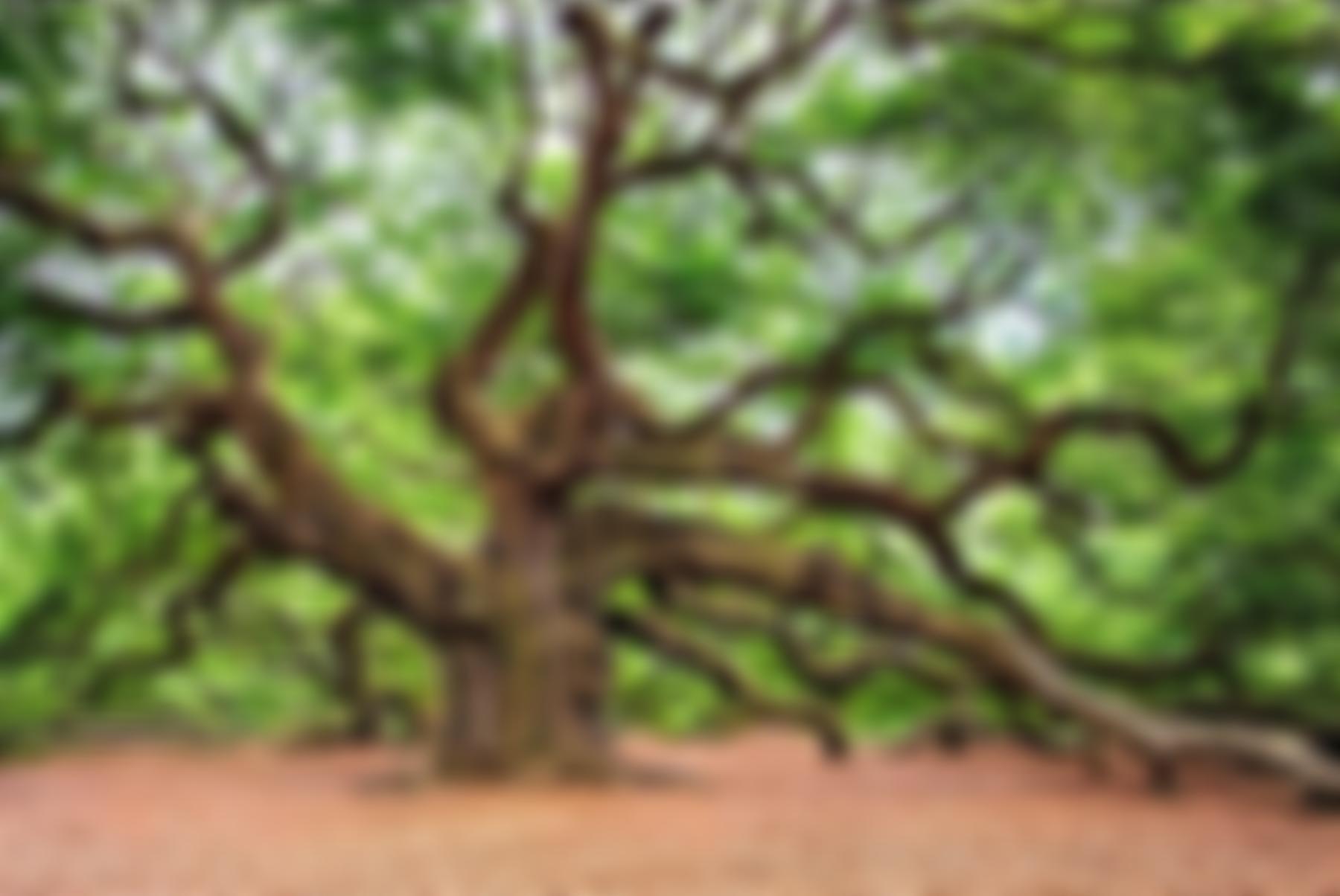 The Tree Council | Charici