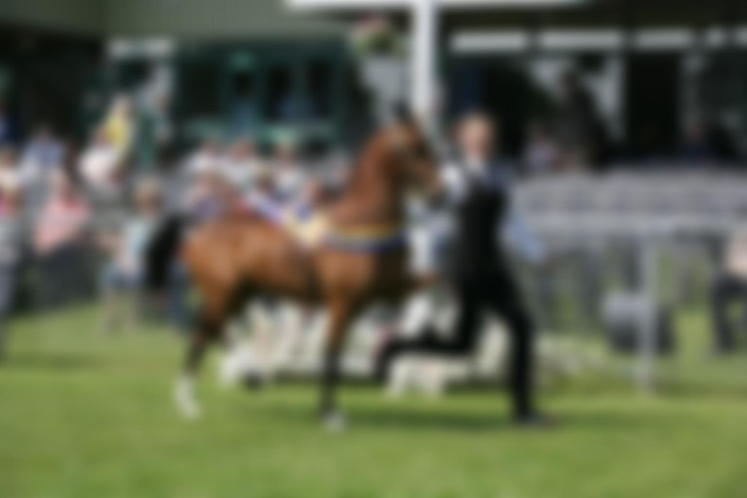 The Hackney Horse Society | Charici