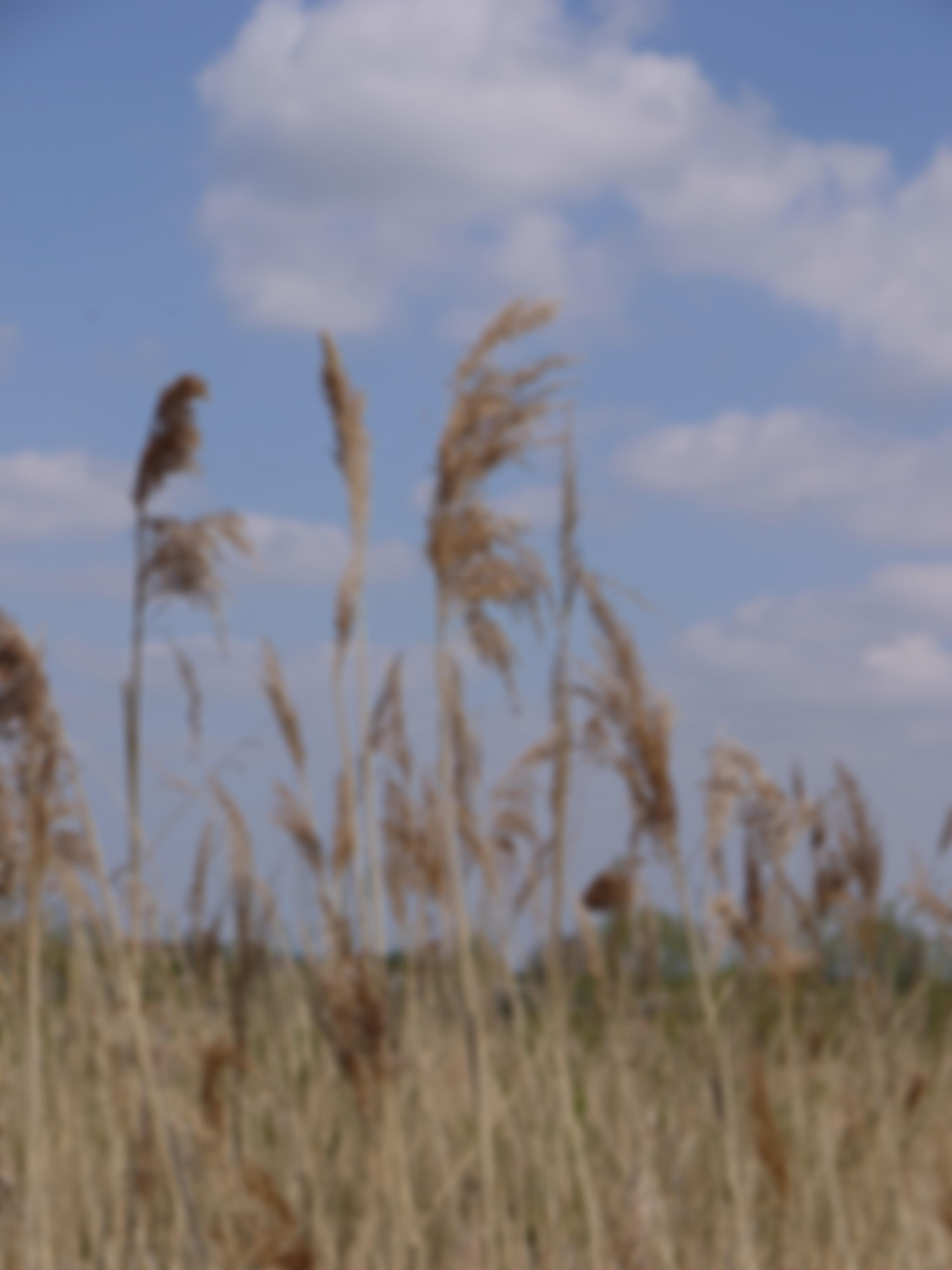 The Friends Of Avon Meadows Cio | Charici