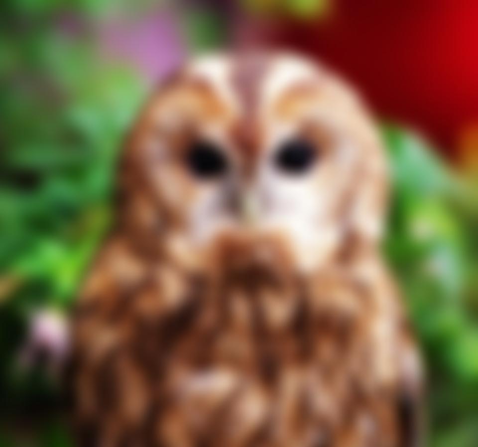 Cambridgeshire Wildlife Care | Charici