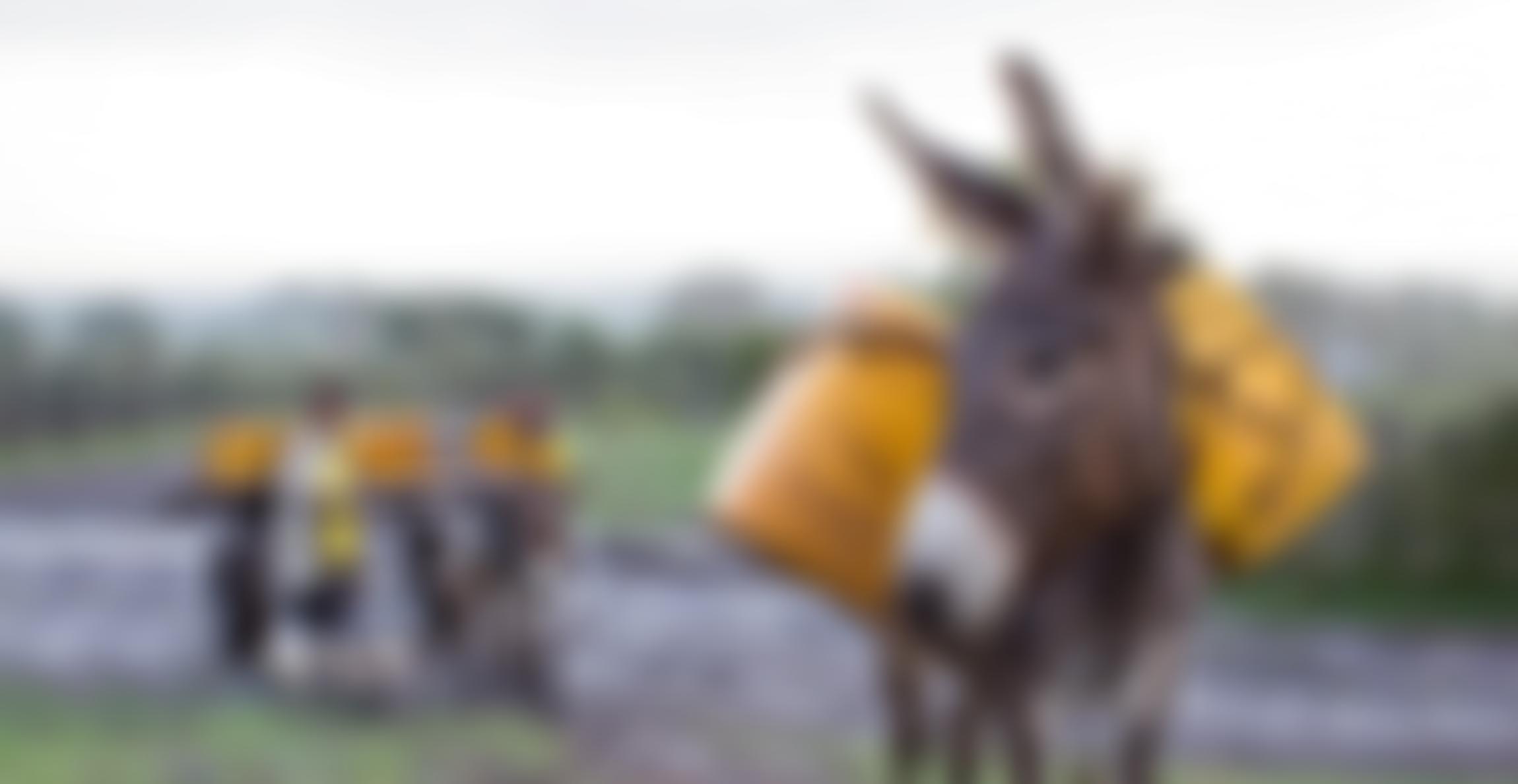 The Society For The Protection Of Animals Abroad | Charici