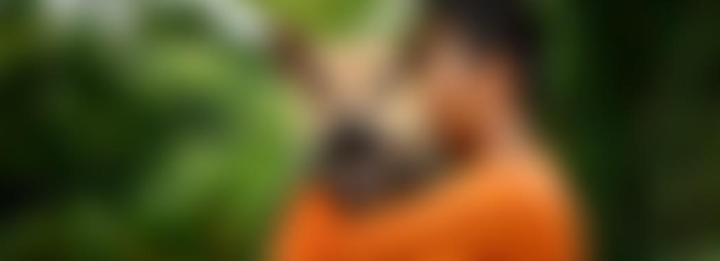 Soi Dog UK Cio | Charici