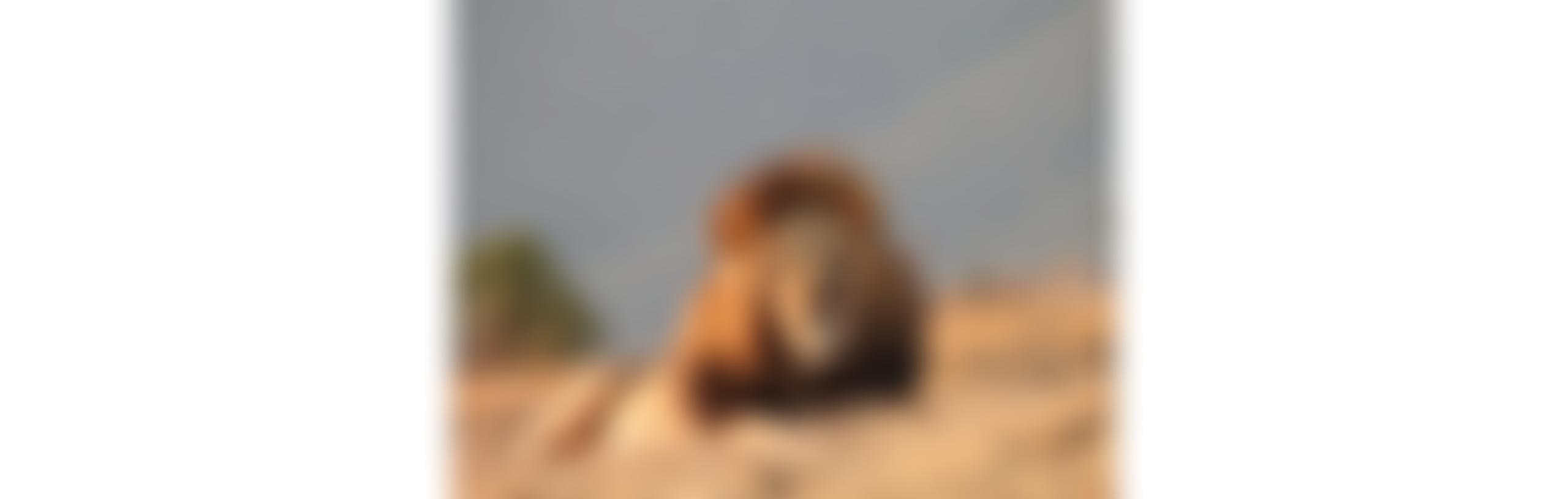 Barnstaple Lions  Club | Charici