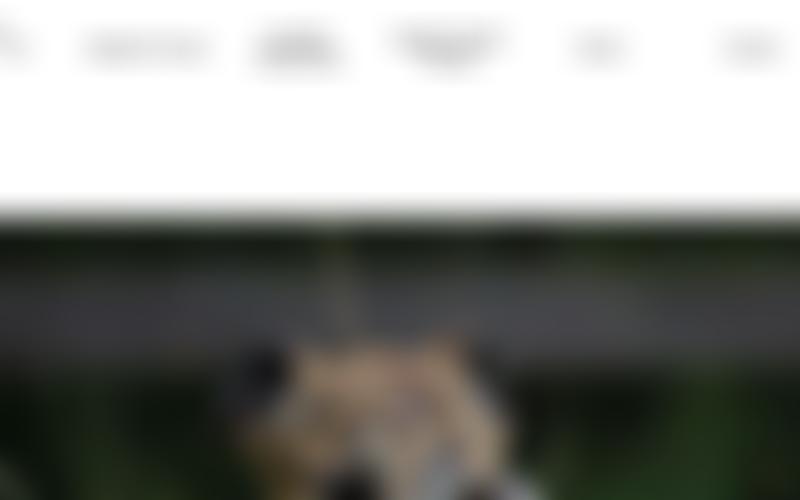 Durham District Retired Greyhounds | Charici