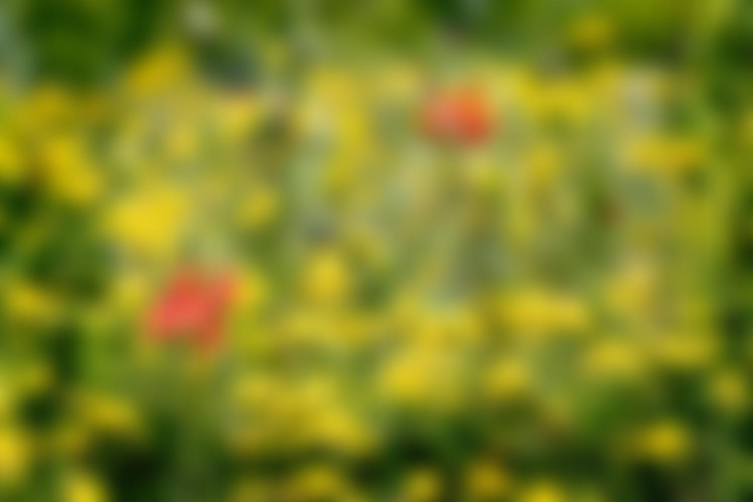 Friends Of Didsbury Park | Charici
