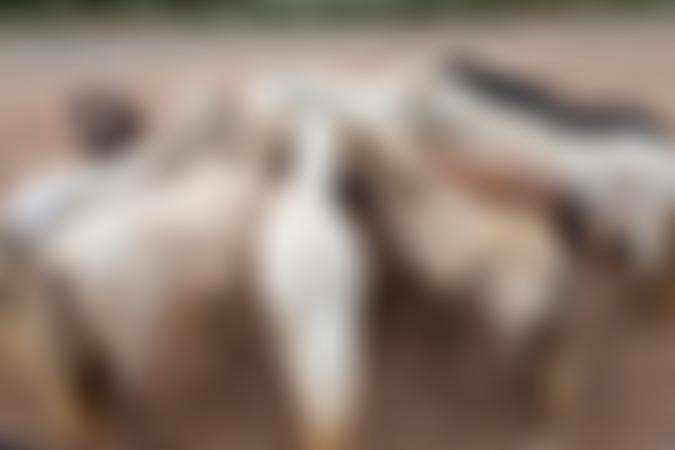 Hoofprints Miniature Haven | Charici