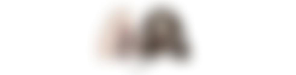 Spinone Overseas For Adoption | Charici