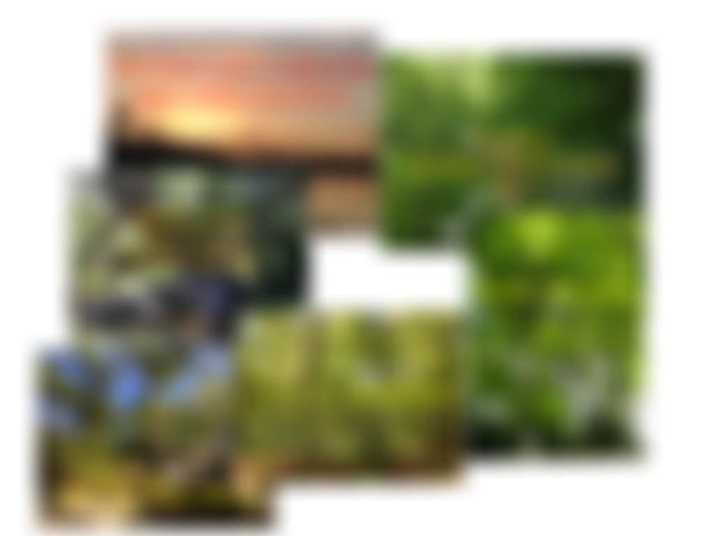 All Things Small And Green | Charici