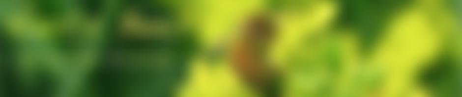 The Hertfordshire Beekeepers Association [Cio] | Charici