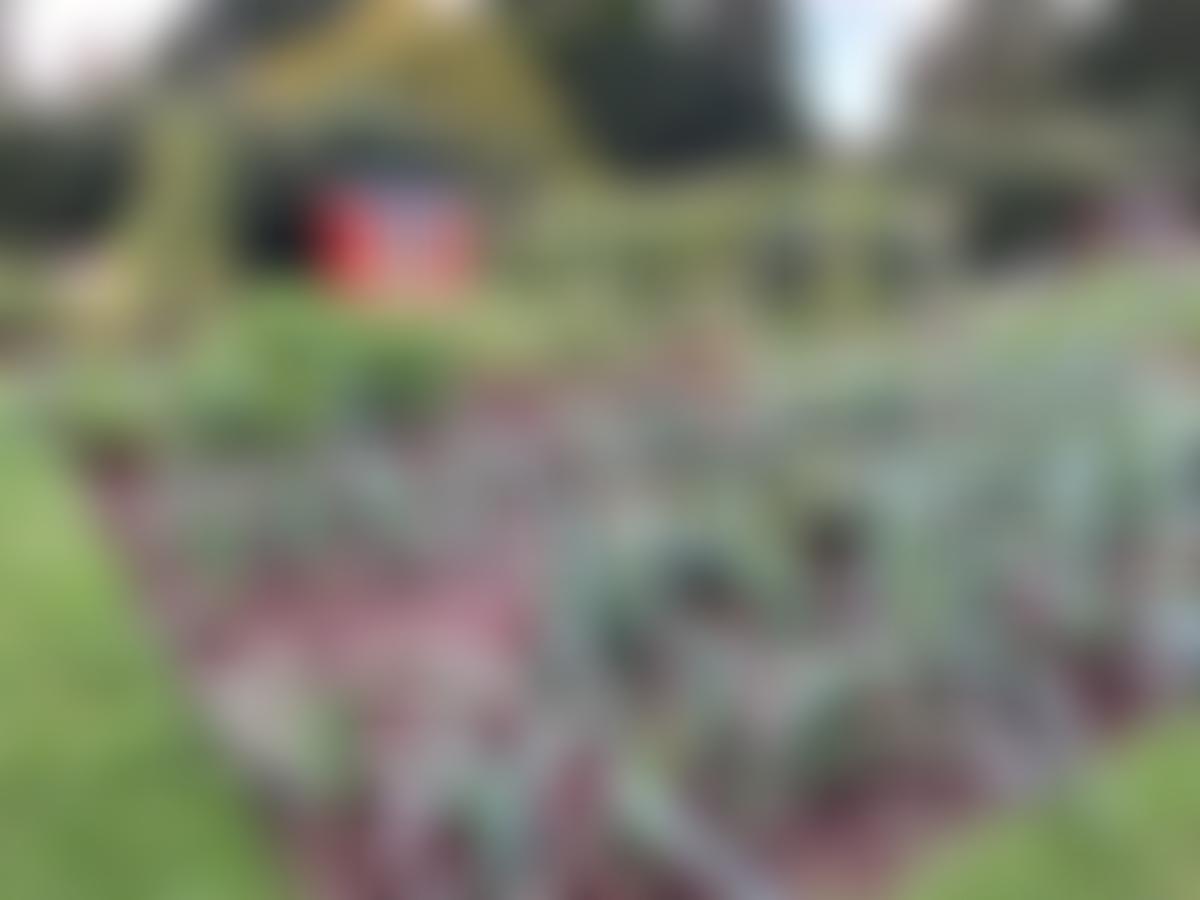 Hereford Allotments And Leisure Gardeners | Charici