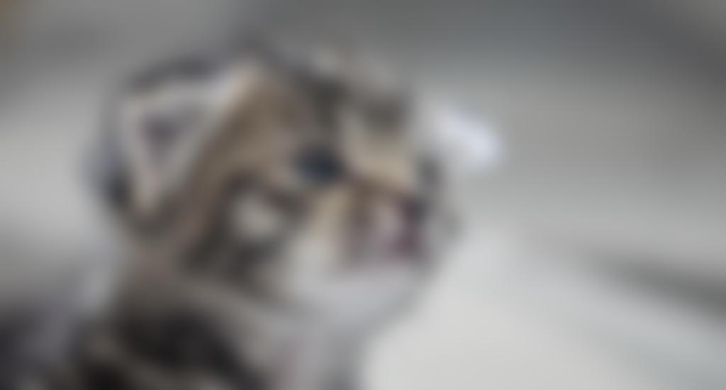 The Cat Welfare Group Ltd | Charici