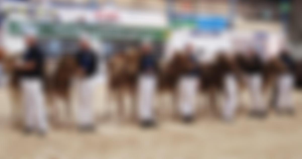 The English Guernsey Cattle Society | Charici