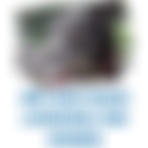 Retired Greyhounds Canterbury | Charici