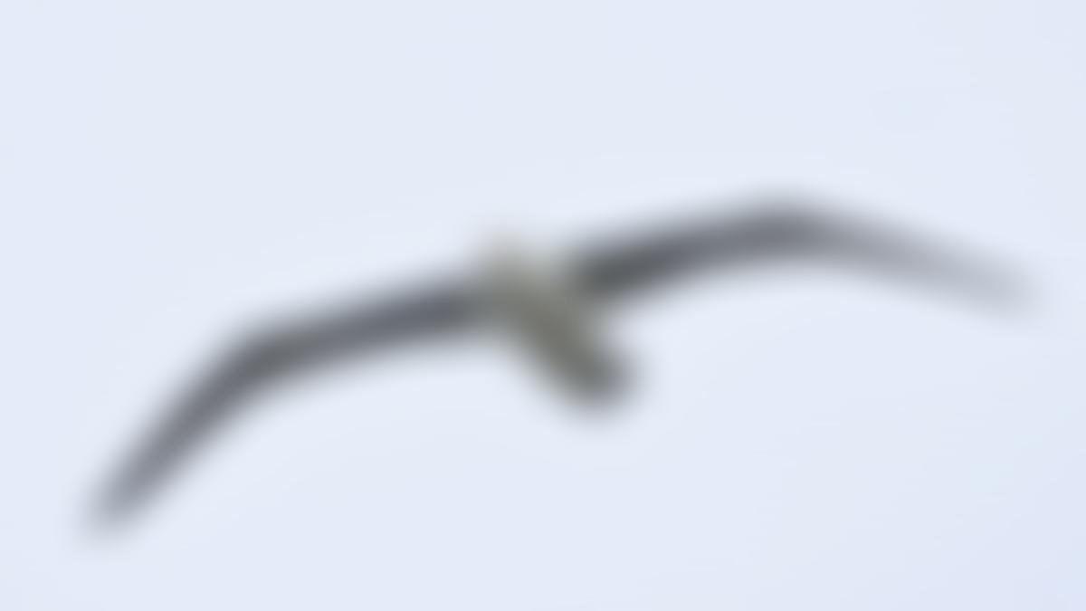 Flamborough Bird Observatory Trust Limited | Charici
