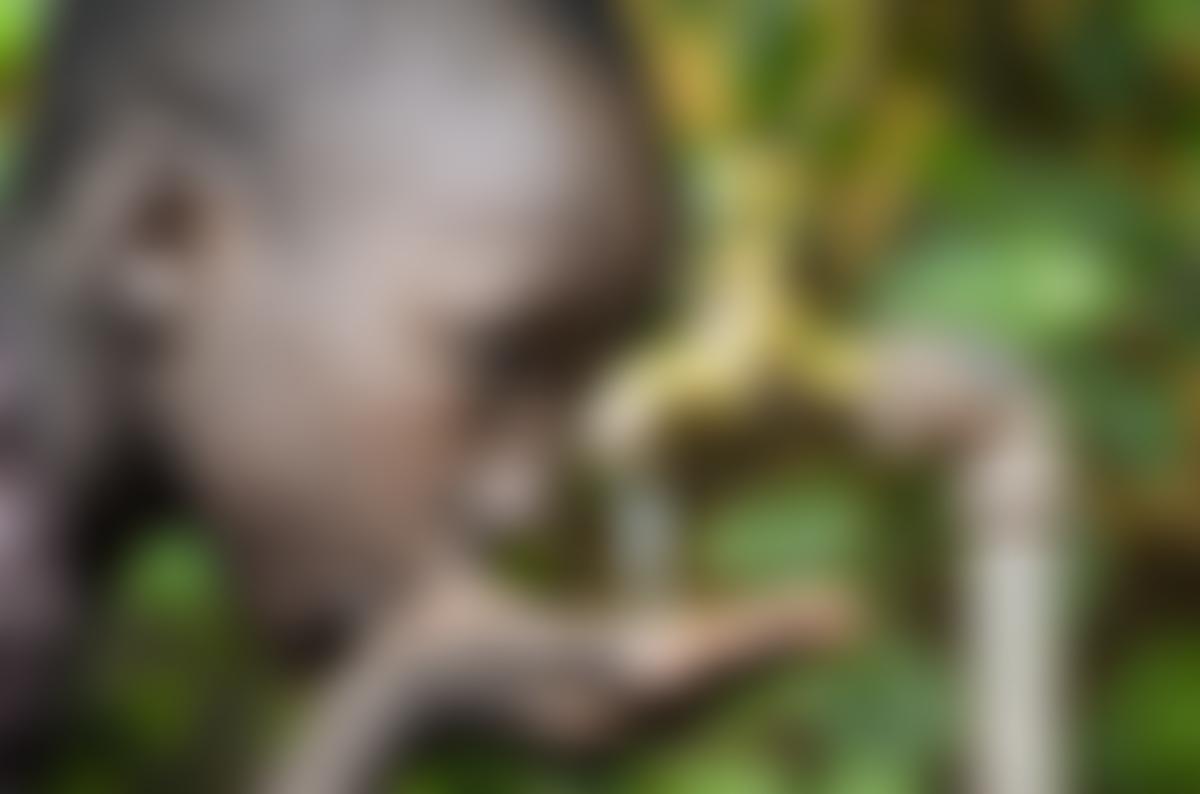Africans Alliance Economics Support Program | Charici