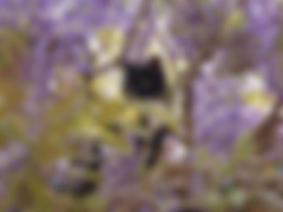 Wisteria Cat Rescue | Charici