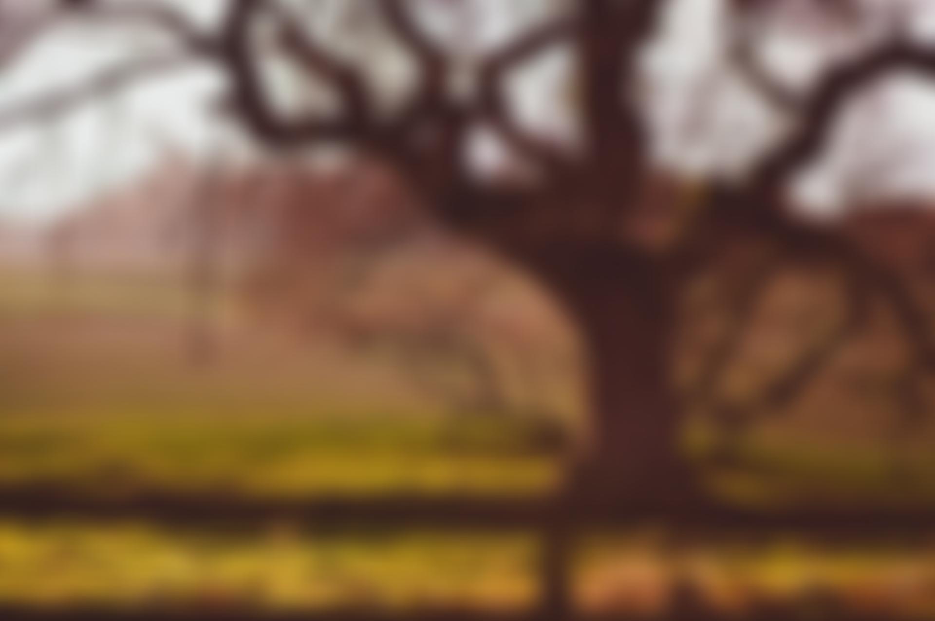The Roost | Charici