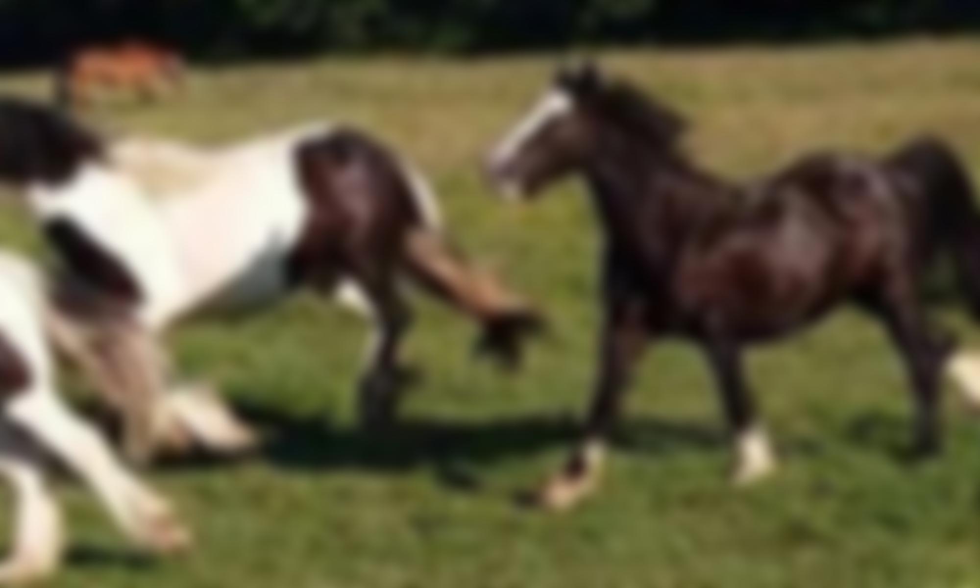 Woodfield Animal Sanctuary | Charici