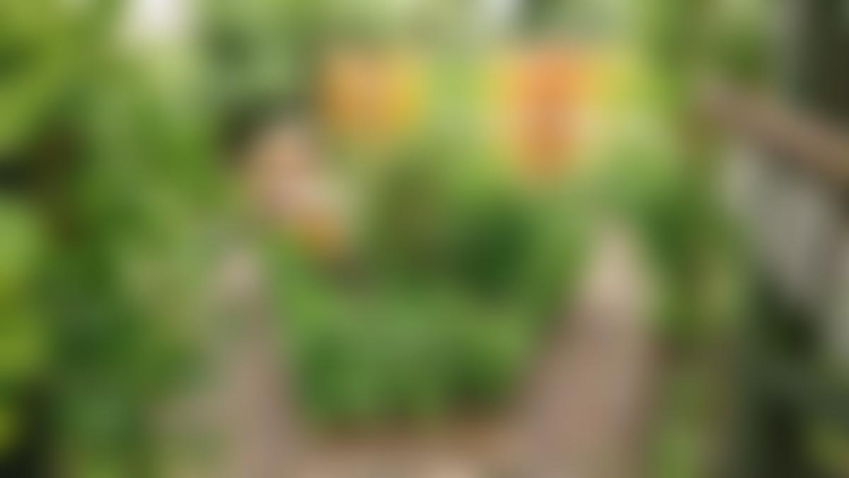 Northern Hull Community Rainbow Gardens | Charici