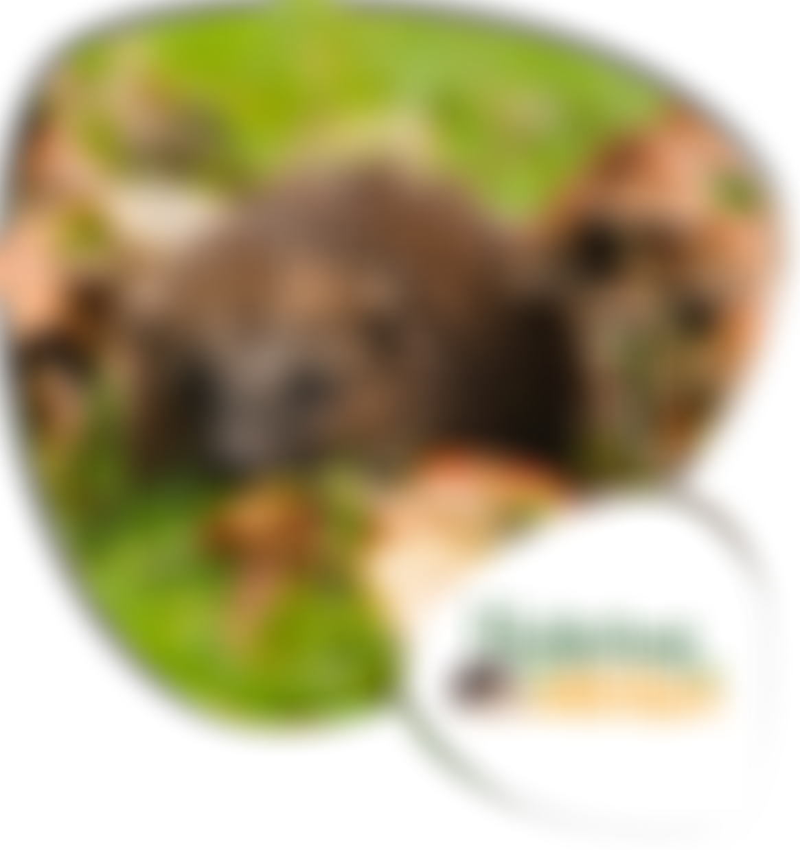 Hedgehog Welfare | Charici