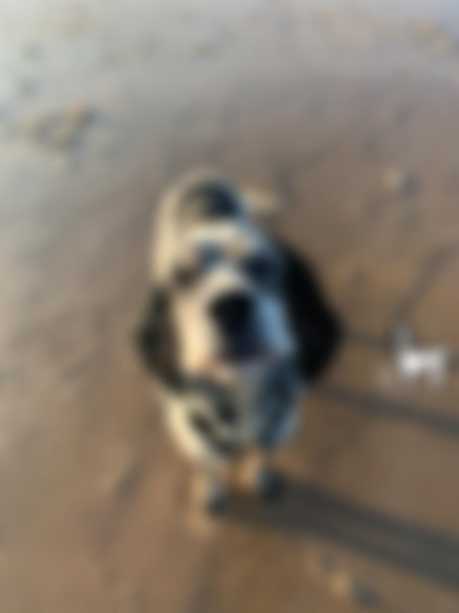 Setter Brittany Pointer Rescue | Charici