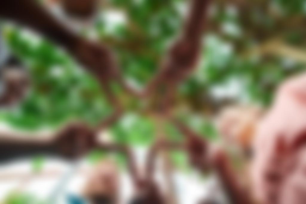 The Chris Mbulu Trust | Charici