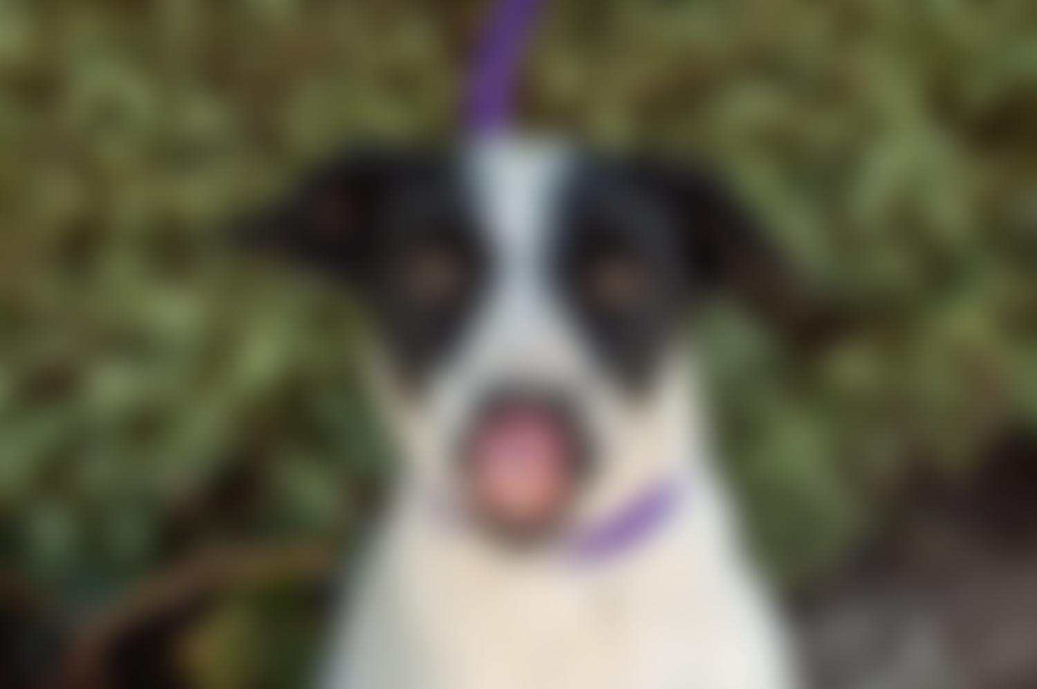 Five Circles Dog Rescue | Charici