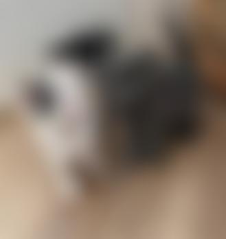 Cheshire Cats Rescue | Charici