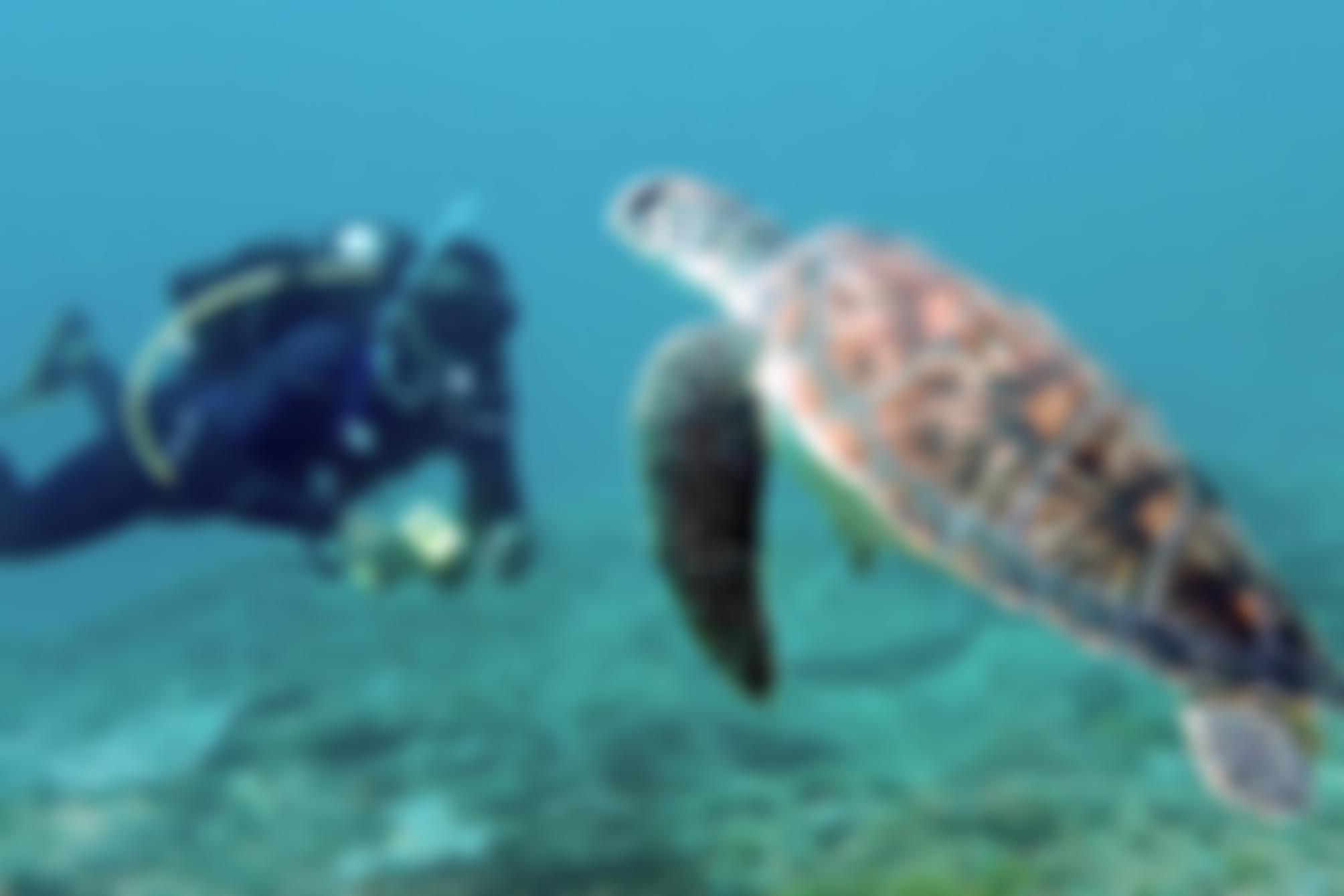 A Rocha Trust | Charici