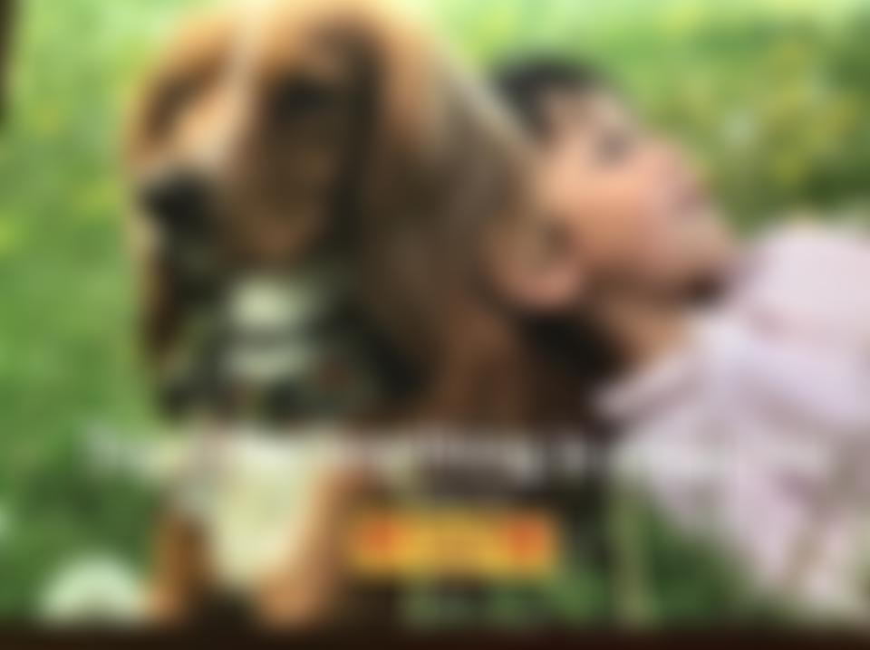 T.a.p. Assistance Dogs (Together Anything Is Pawsible) | Charici