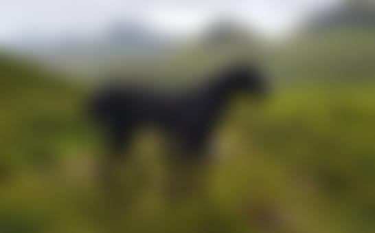 National Great Dane Rescue | Charici