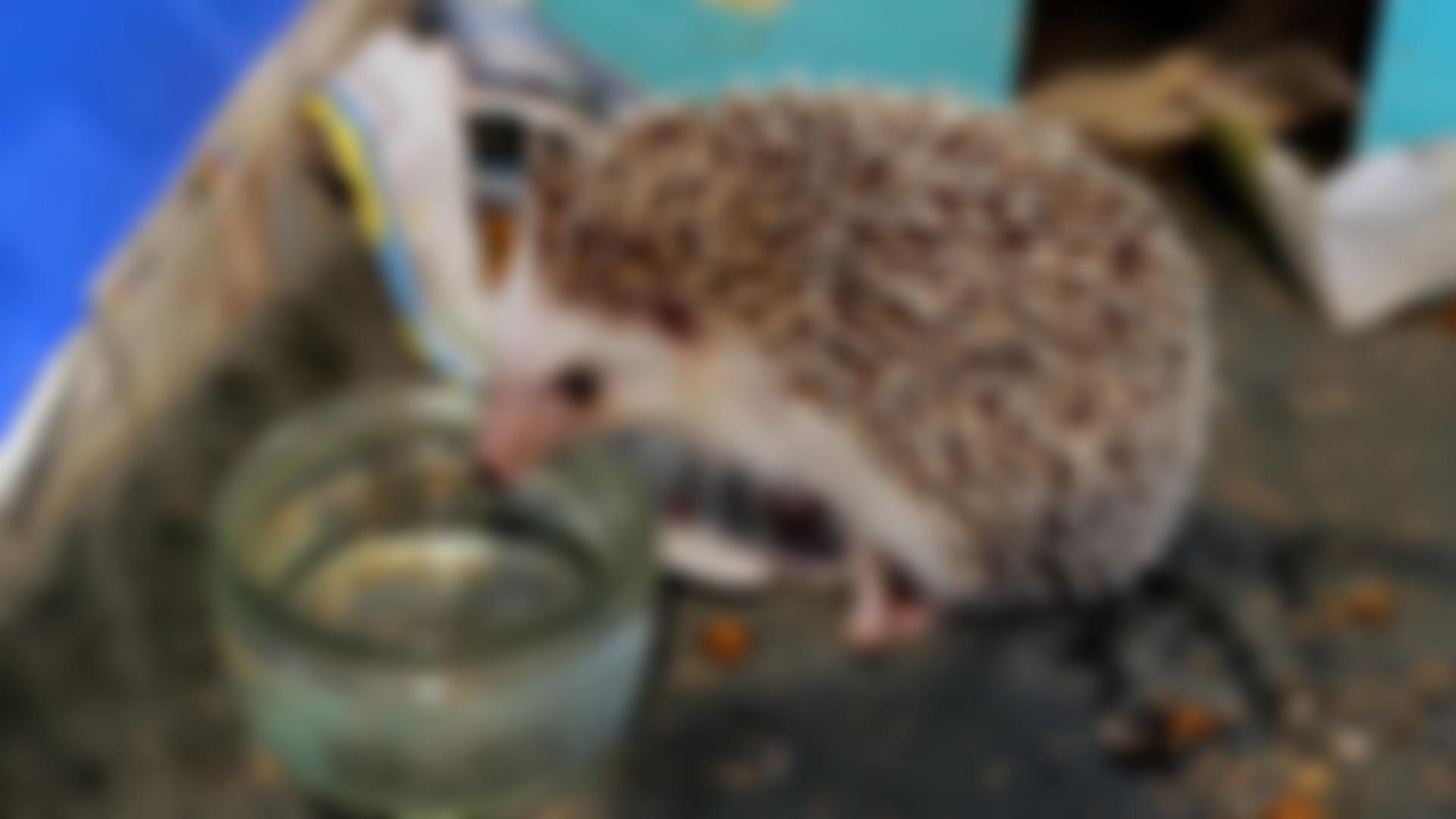 Heather's Hedgehog Hostel | Charici