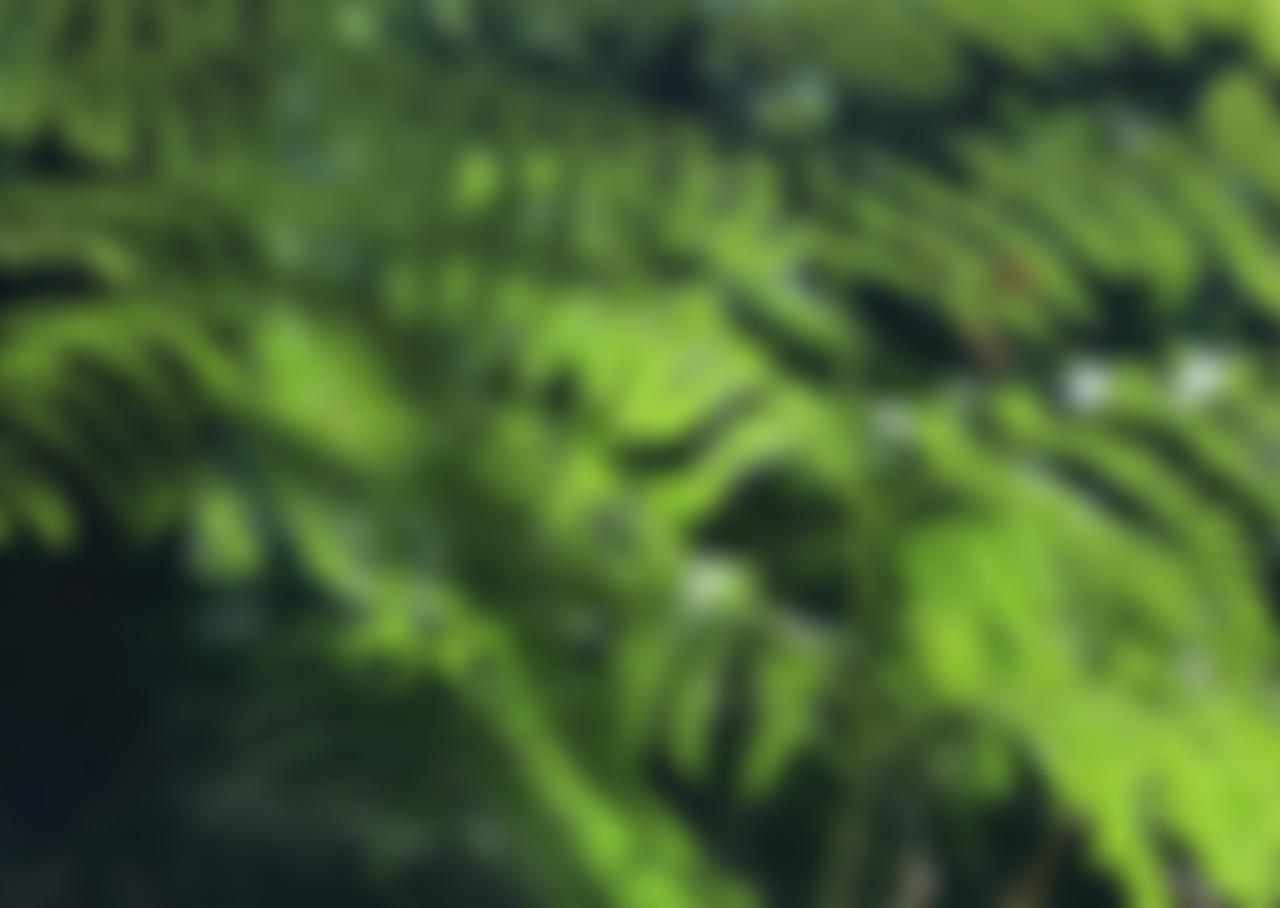 Buckenham Ancient Woodland Trust | Charici