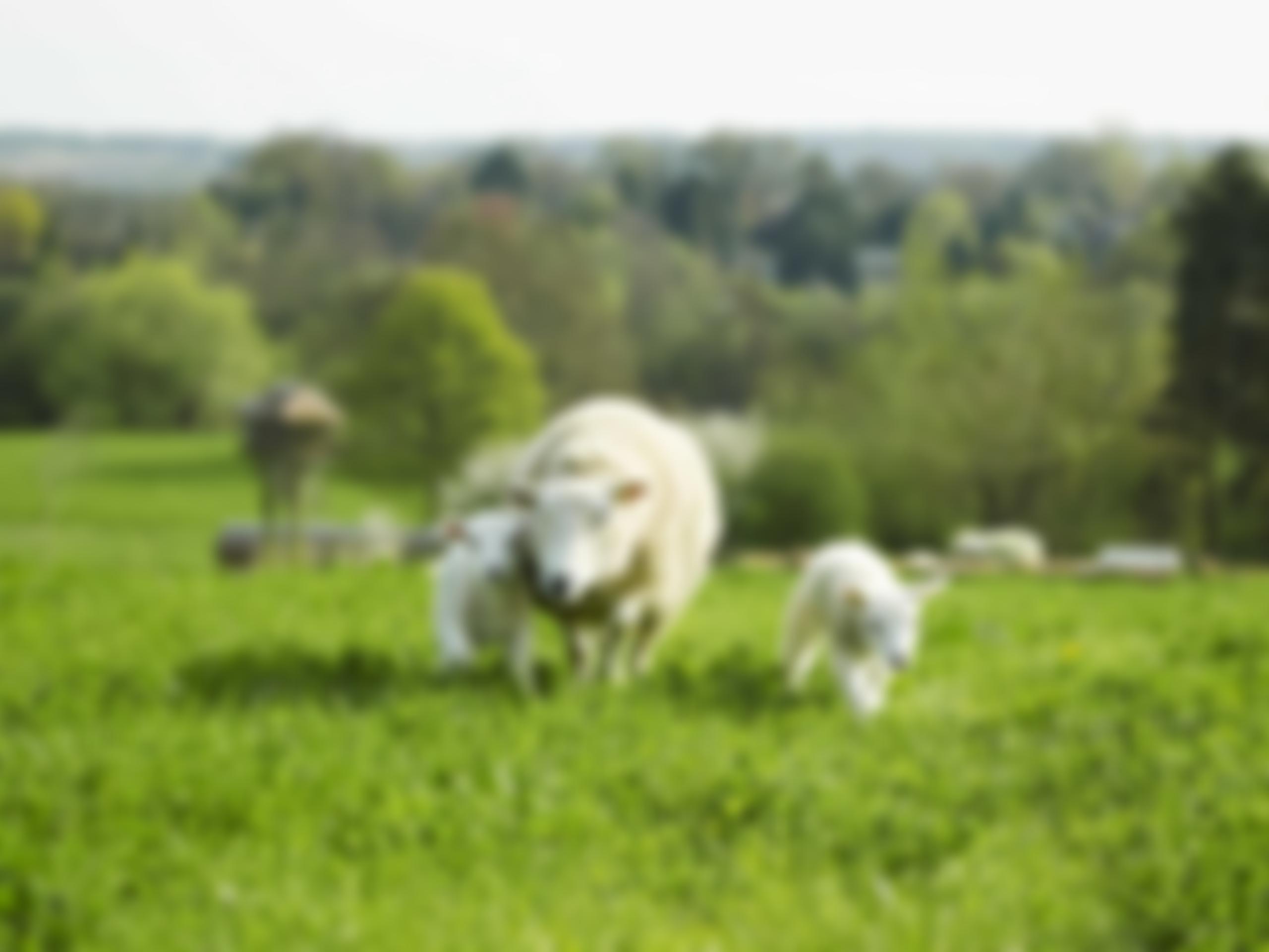 St Anthony's Trust Limited | Charici