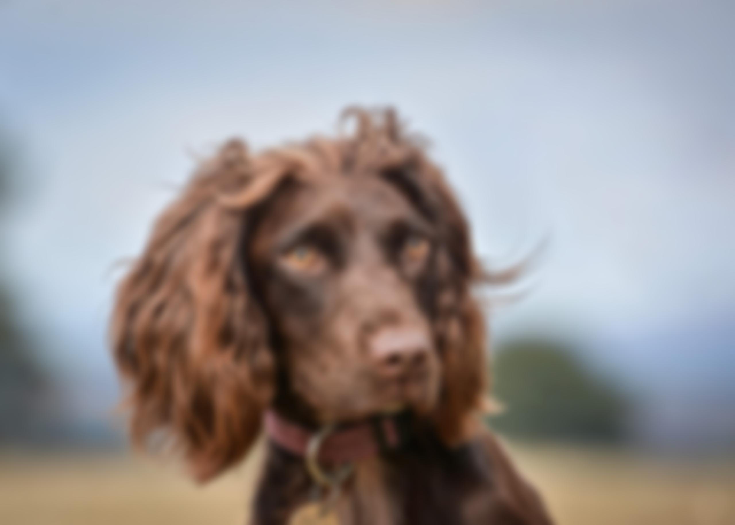 Sprocker Assist & Rescue | Charici