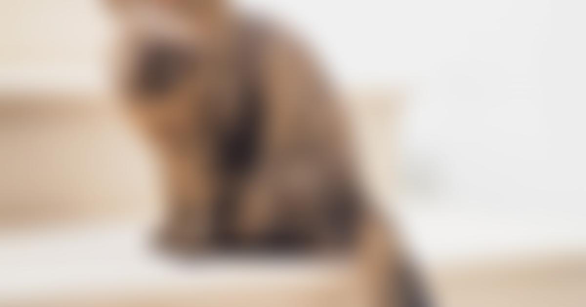 Meow And Furever | Charici