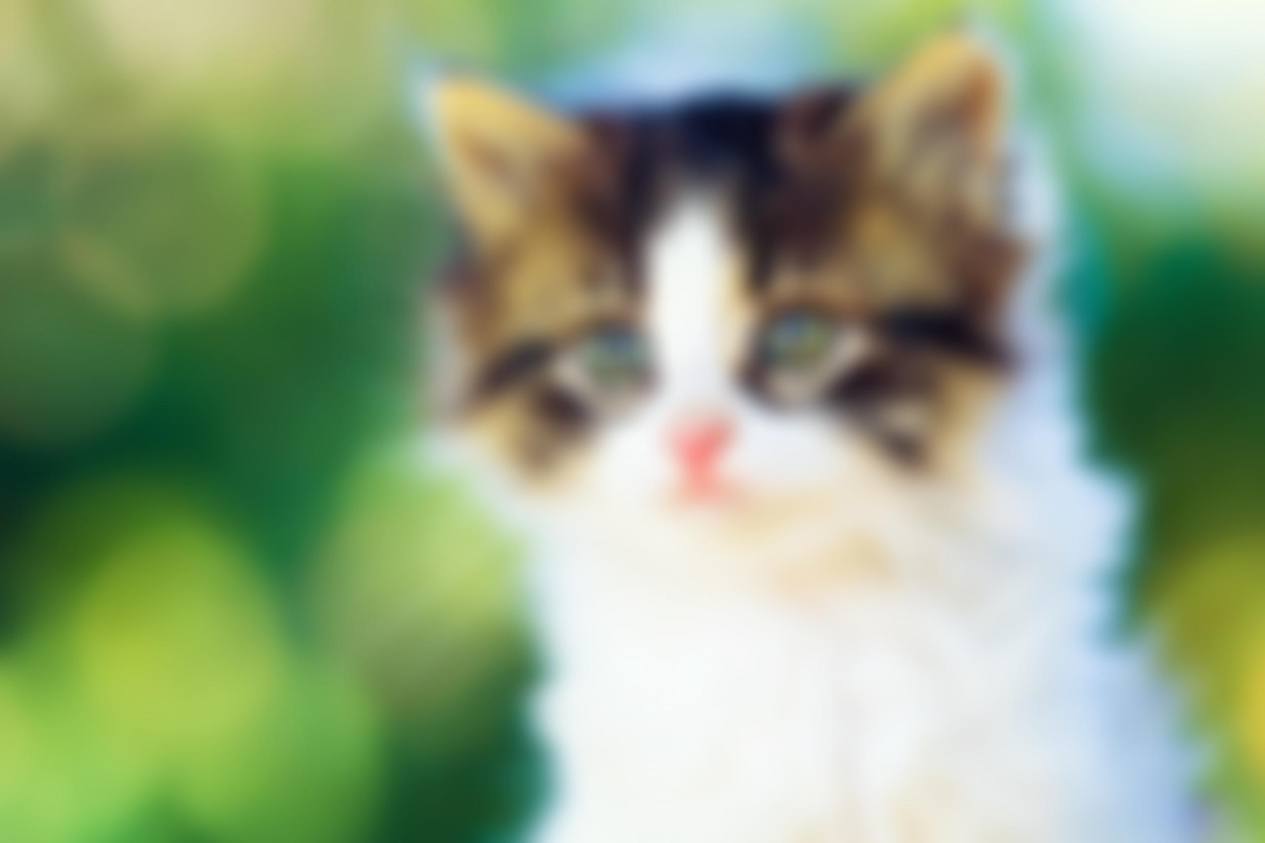 Canterbury And District Branch Of The Rspca | Charici