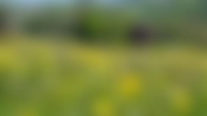 Richmondshire Landscape Trust Cio | Charici