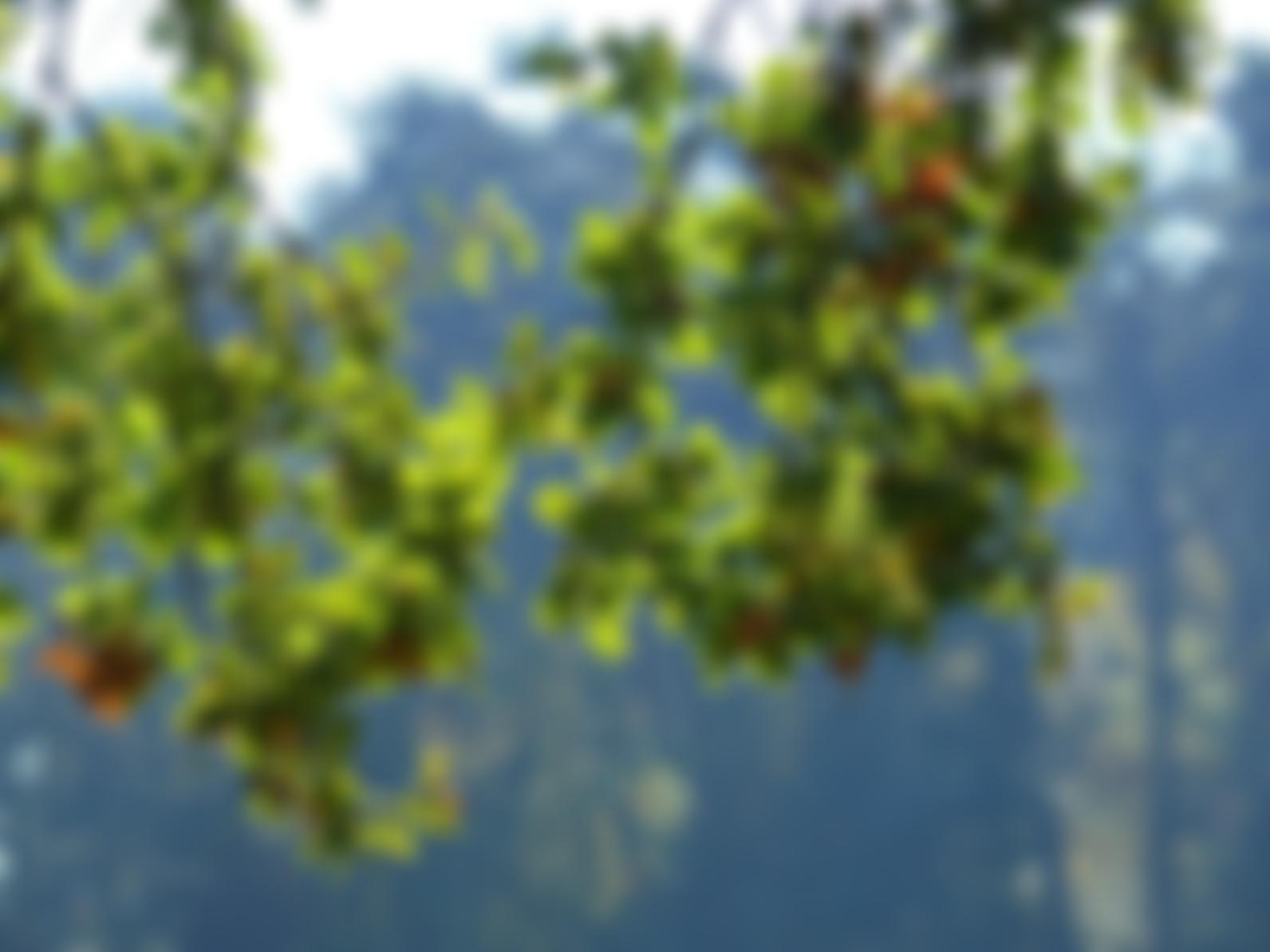 Wilding Acres Trust | Charici