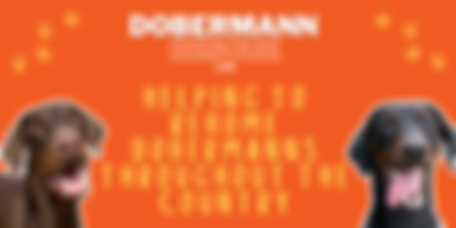 Dobermann Rescue Limited | Charici