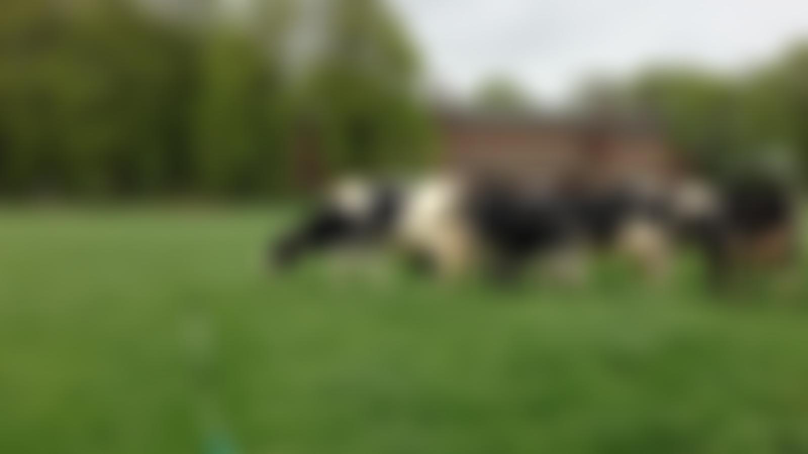 West Country Dairy Awards | Charici
