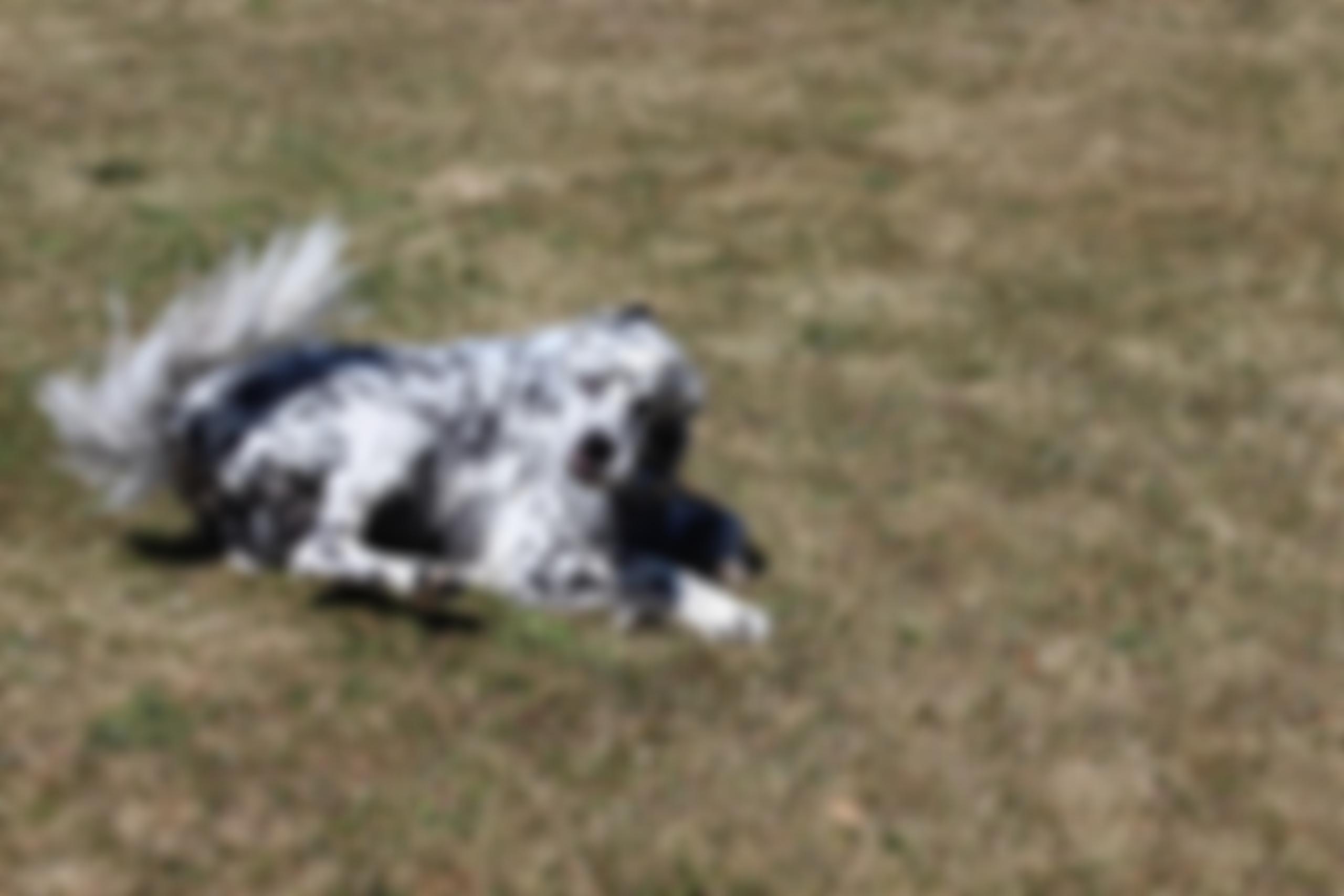 English Setter Rescue Association | Charici